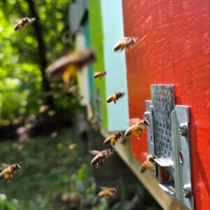 Essaim d'abeilles hiverné sur 5 cadres Dadant
