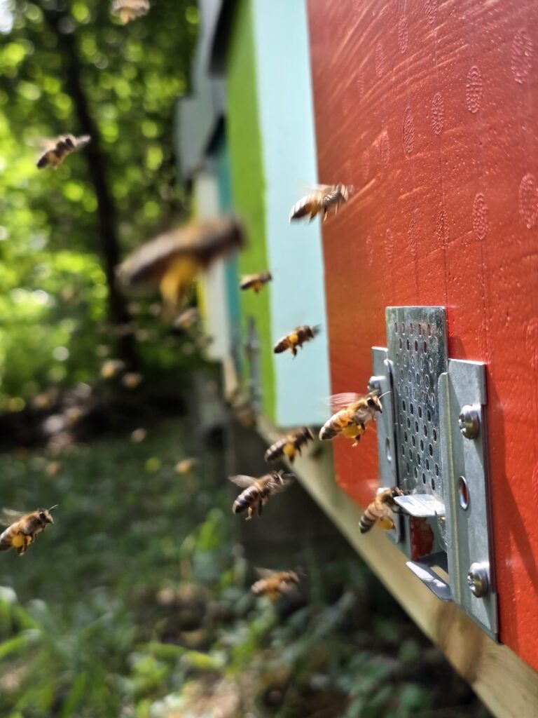 Essaim d'abeilles hiverné sur 5 cadres Dadant